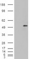 STEAP4 Antibody - HEK293 overexpressing Dudulin4 (RC216917) and probed with (mock transfection in first lane).