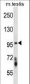 STK10 / LOK Antibody - Mouse Stk10 Antibody western blot of mouse testis tissue lysates (35 ug/lane). The Stk10 antibody detected the Stk10 protein (arrow).
