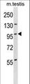 STK11IP Antibody - STK11IP Antibody western blot of mouse testis tissue lysates (35 ug/lane). The STK11IP antibody detected the STK11IP protein (arrow).