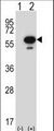 STK25 Antibody - Western blot of Stk25 (arrow) using rabbit polyclonal Mouse Stk25 Antibody. 293 cell lysates (2 ug/lane) either nontransfected (Lane 1) or transiently transfected (Lane 2) with the Stk25 gene.