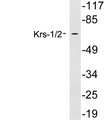 STK3 / STK4 Antibody - Western blot analysis of lysates from 293 cells, using Krs-1/2 antibody.