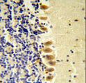 STK40 Antibody - STK40 Antibody ( C-term ) IHC of formalin-fixed and paraffin-embedded mouse brain tissue followed by peroxidase-conjugated secondary antibody and DAB staining.