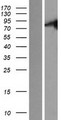 STKLD1 / SgK071 Protein - Western validation with an anti-DDK antibody * L: Control HEK293 lysate R: Over-expression lysate