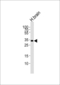 STMN4 / RB3 Antibody - Western blot of lysate from human brain tissue lysate, using STMN4 Antibody. Antibody was diluted at 1:1000 at each lane. A goat anti-rabbit IgG H&L (HRP) at 1:5000 dilution was used as the secondary antibody. Lysate at 35ug per lane.