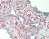 STOM / Stomatin Antibody - Human Placenta: Formalin-Fixed, Paraffin-Embedded (FFPE).  This image was taken for the unconjugated form of this product. Other forms have not been tested.