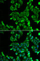 STOM / Stomatin Antibody - Immunofluorescence analysis of HeLa cells.