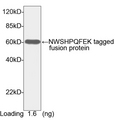 Strep Tag II Antibody - Western blot of NWSHPQFEK-tagged fusion protein using NWSHPQFEK Antibody [HRP], pAb, Rabbit (1 ug/ml). . Predicted Size: 60 kD. Observed Size: 60 kD. This image was taken for the unconjugated form of this product. Other forms have not been tested.