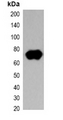 Strep Tag II Antibody - Western blot analysis of over-expressed Strep-tagged protein II in 293T cell lysate.