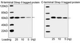 Streptavidin Antibody - Western blot analysis of N-terminal Strep II tagged fusion protein and C-terminal Step II tagged protein using THE TM NWSHPQFEK Tag Antibody [HRP], mAb, Mouse The signal was developed with LumiSensor TM HRP Substrate Kit