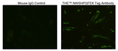 Streptavidin Antibody - Immunocytochemistry/Immunofluorescence analysis of Strep II tagged protein transfeced HEK293 cells using THE TM NWSHPQFEK Tag Antibody, mAb, Mouse and Mouse IgG Control (Whole Molecule), Purified The signal was developed with FITC conjugated Goat Anti-Mouse IgG.