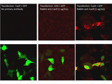 Streptococcus pyogenes CRISPR-associated endonuclease Cas9/Csn1 Antibody - Immunofluorescence of rabbit Anti-Cas9 Antibody. Cells: HeLa cells transfected with GFP+Cas9 or GFP+CD-3. Fixation: Formaldehyde fixed, permeabilized Triton X-100. Primary: Anti-Cas9 used at 1µg/mL. Secondary: Donkey anti-Rabbit at 1µg/mL, staining seen in red. Bottom images show GFP stain overlay.