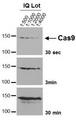 Streptococcus pyogenes CRISPR-associated endonuclease Cas9/Csn1 Antibody - Anti S. Pyogenes CRISPR/Cas9, clone 7A9