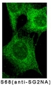 STRN3 Antibody - SG2NA Antibody (S68) - Immunofluorescent staining of NIH3T3 cells.