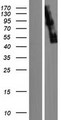 STRN4 Protein - Western validation with an anti-DDK antibody * L: Control HEK293 lysate R: Over-expression lysate