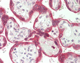 STS / ASC / Steroid Sulfatase Antibody - Human Placenta: Formalin-Fixed, Paraffin-Embedded (FFPE).  This image was taken for the unconjugated form of this product. Other forms have not been tested.