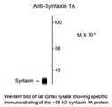 STX / Syntaxin Antibody
