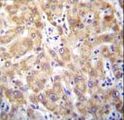 STX2 / Syntaxin 2 Antibody - STX2 Antibody immunohistochemistry of formalin-fixed and paraffin-embedded human liver tissue followed by peroxidase-conjugated secondary antibody and DAB staining.