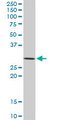 STX4 / Syntaxin 4 Antibody - STX4A monoclonal antibody (M02), clone 6A1. Western blot of STX4A expression in NIH/3T3.