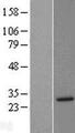 STX8 / Syntaxin 8 Protein - Western validation with an anti-DDK antibody * L: Control HEK293 lysate R: Over-expression lysate