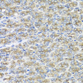 STXBP2 Antibody - Immunohistochemistry of paraffin-embedded mouse stomach using STXBP2 antibody at dilution of 1:100 (x40 lens).