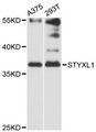 STYXL1 Antibody - Western blot analysis of extracts of various cell lines, using STYXL1 antibody at 1:3000 dilution. The secondary antibody used was an HRP Goat Anti-Rabbit IgG (H+L) at 1:10000 dilution. Lysates were loaded 25ug per lane and 3% nonfat dry milk in TBST was used for blocking. An ECL Kit was used for detection and the exposure time was 60s.