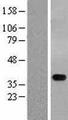 STYXL1 Protein - Western validation with an anti-DDK antibody * L: Control HEK293 lysate R: Over-expression lysate