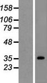 SUCLG1 / GALPHA Protein - Western validation with an anti-DDK antibody * L: Control HEK293 lysate R: Over-expression lysate