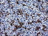 SULT1A1 / Sulfotransferase 1A1 Antibody - IHC of paraffin-embedded Human pancreas tissue using anti-SULT1A1 mouse monoclonal antibody.
