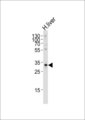 SULT2A1 / Sulfotransferase 2A1 Antibody - Western blot of lysate from human liver tissue lysate, using SULT2A Antibody (K268). Antibody was diluted at 1:1000 at each lane. A goat anti-rabbit IgG H&L (HRP) at 1:5000 dilution was used as the secondary antibody. Lysate at 35ug per lane.