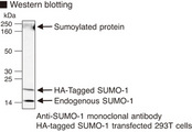 SUMO1 / SMT3 Antibody