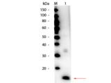Superoxide Dismutase Antibody - Western Blot of HRP Conjugated Superoxide Dismutase Antibody. Lane 1: Superoxide Dismutase Load: 50 ng per lane. Primary antibody: HRP Conjugated Superoxide Dismutase Antibody at 1:1,000 overnight at 4°C. Secondary antibody: none Detected directly using FEMTOMAX Substrate