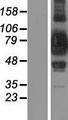SUPV3L1 Protein - Western validation with an anti-DDK antibody * L: Control HEK293 lysate R: Over-expression lysate