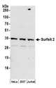 SURF2 / SURF-2 Antibody - Detection of human Surfeit 2 by western blot. Samples: Whole cell lysate (50 µg) from HeLa, HEK293T, and Jurkat cells prepared using NETN lysis buffer. Antibodies: Affinity purified rabbit anti-Surfeit 2 antibody used for WB at 0.1 µg/ml. Detection: Chemiluminescence with an exposure time of 3 minutes.