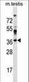SURF4 Antibody - SURF4 Antibody western blot of mouse testis tissue lysates (35 ug/lane). The SURF4 antibody detected the SURF4 protein (arrow).