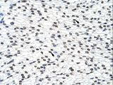 SURF6 Antibody - SURF6 antibody ARP40681_T100-NP_006744-SURF6 (surfeit 6) Antibody was used in IHC to stain formalin-fixed, paraffin-embedded human heart.  This image was taken for the unconjugated form of this product. Other forms have not been tested.