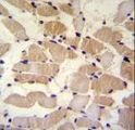 SUSD5 Antibody - SUSD5 Antibody immunohistochemistry of formalin-fixed and paraffin-embedded human skeletal muscle followed by peroxidase-conjugated secondary antibody and DAB staining.