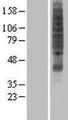 SVOPL Protein - Western validation with an anti-DDK antibody * L: Control HEK293 lysate R: Over-expression lysate