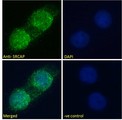 SWR1 / SRCAP Antibody - Goat Anti-SRCAP Antibody Immunofluorescence analysis of paraformaldehyde fixed A431 cells, permeabilized with 0.15% Triton. Primary incubation 1hr (10ug/ml) followed by Alexa Fluor 488 secondary antibody (2ug/ml), showing nuclear staining. The nuclear stain is DAPI (blue). Negative control: Unimmunized goat IgG (10ug/ml) followed by Alexa Fluor 488 secondary antibody (2ug/ml).