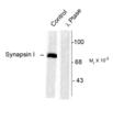 SYN1 / Synapsin 1 Antibody - Western blot of rat brain lysate showing specific immunolabeling of the ~78k synapsin I phosphorylated at Ser603 (Control). The phosphospecificity of this labeling is shown in the second lane (lambda-phosphatase: l-Ptase). The blot is identical to the control except that it was incubated in l-Ptase (1200 units for 30 min) before being exposed to the Anti-Phospho-Ser603 synapsin I. The immunolabeling is completely eliminated by treatment with l-Ptase.