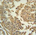 SYN3 / Synapsin III Antibody - SYN3 Antibody immunohistochemistry of formalin-fixed and paraffin-embedded human testis tissue followed by peroxidase-conjugated secondary antibody and DAB staining.