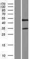 SYNE4 / C19orf46 Protein - Western validation with an anti-DDK antibody * L: Control HEK293 lysate R: Over-expression lysate
