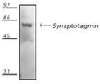 SYT1 / Synaptotagmin Antibody - Western blot of rat brain tissue extract, probed with Synaptotagmin monoclonal antibody (ASV48).