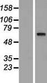 SYT10 / Synaptotagmin X Protein - Western validation with an anti-DDK antibody * L: Control HEK293 lysate R: Over-expression lysate