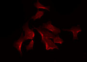 SYT13 Antibody - Staining HuvEc cells by IF/ICC. The samples were fixed with PFA and permeabilized in 0.1% Triton X-100, then blocked in 10% serum for 45 min at 25°C. The primary antibody was diluted at 1:200 and incubated with the sample for 1 hour at 37°C. An Alexa Fluor 594 conjugated goat anti-rabbit IgG (H+L) Ab, diluted at 1/600, was used as the secondary antibody.