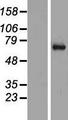 SYT16 Protein - Western validation with an anti-DDK antibody * L: Control HEK293 lysate R: Over-expression lysate