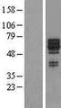SYT17 Protein - Western validation with an anti-DDK antibody * L: Control HEK293 lysate R: Over-expression lysate