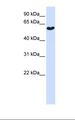 SYT3 / Synaptotagmin 3 Antibody - 293T cell lysate. Antibody concentration: 1.0 ug/ml. Gel concentration: 12%.  This image was taken for the unconjugated form of this product. Other forms have not been tested.