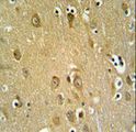 SYTL2 / SLP2 Antibody - SYTL2 Antibody IHC of formalin-fixed and paraffin-embedded brain tissue followed by peroxidase-conjugated secondary antibody and DAB staining.