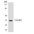 T2R5 / TAS2R5 Antibody - Western blot analysis of the lysates from HepG2 cells using TAS2R5 antibody.