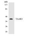 TAAR3 Antibody - Western blot analysis of the lysates from HepG2 cells using TAAR3 antibody.